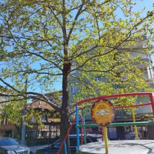 Наша читателка сигнализира: Подписка за премахване на чинар в Кърджали срещна обществен отзвук