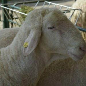 Откриха шарка по овцете и козите в Крумовградско,умъртвиха животни, определена е зона за карантина