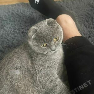 Шофьор на бус от Нидерландия за Кърджали умори домашен любимец, оставил го да се „пърже“в жегите/снимки/