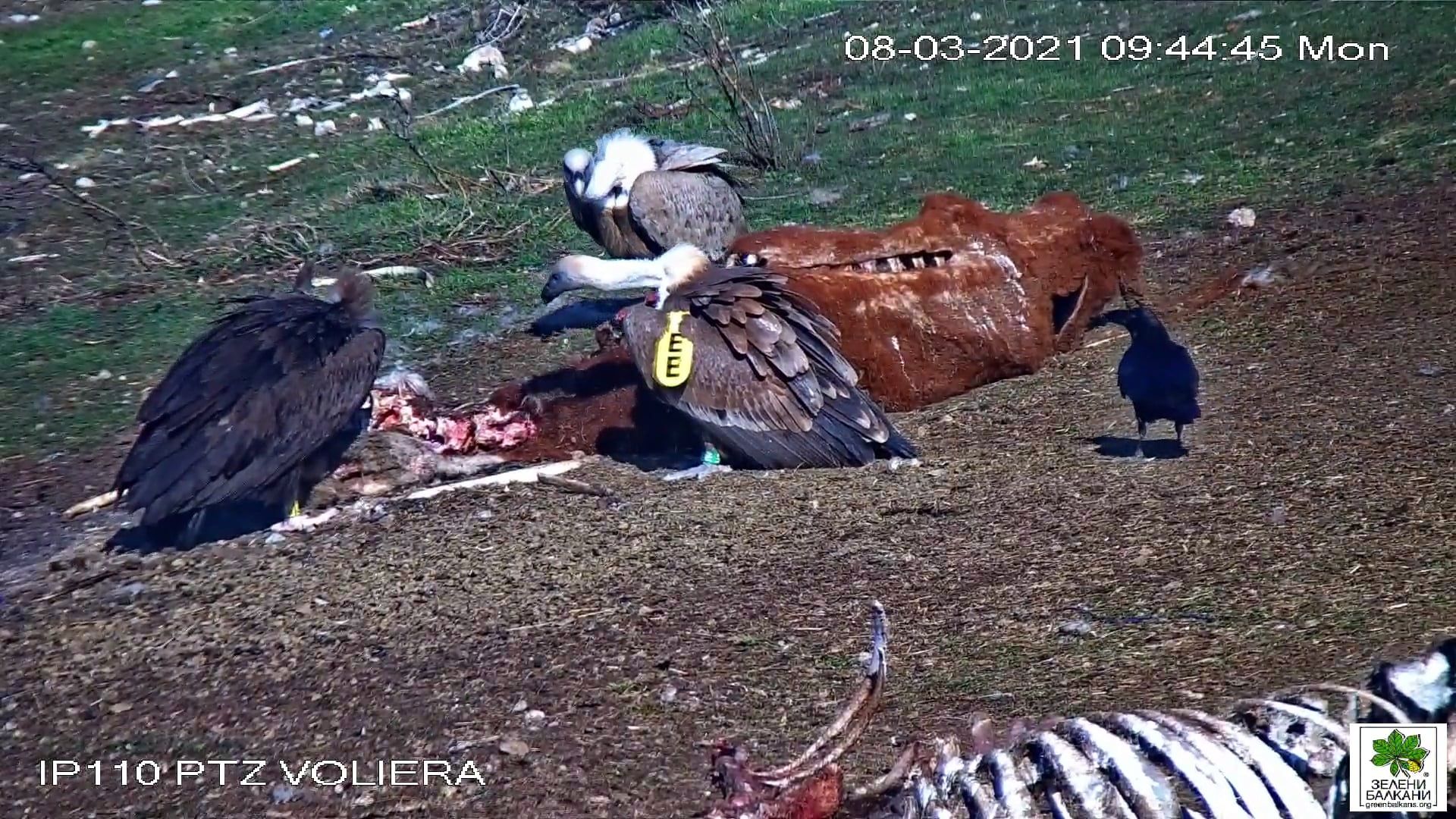 Лешояди в Сливен