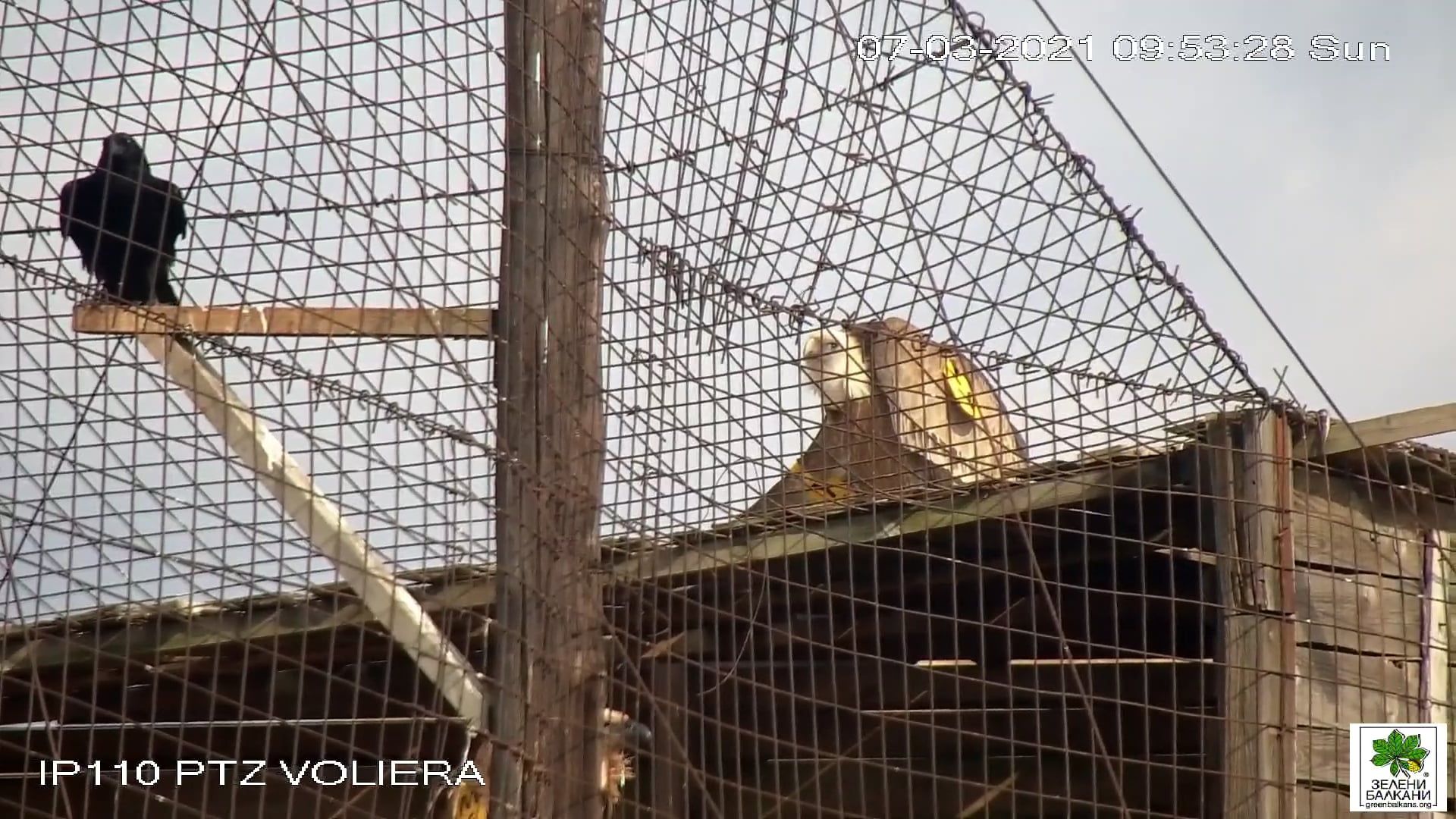 Лешояди в Сливен